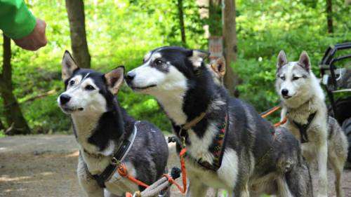 Husky kutyafogat túra - Gyerekeknek (6 év alatt) 1