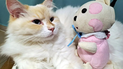 Páros randi élmény a Cat Museumban szuvenírrel! 1