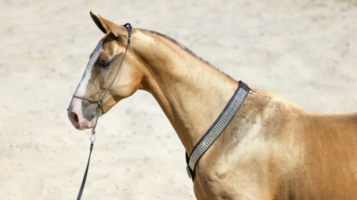 Emese túra - 1 hetes túralovaglás Akhal Teke lovakon Ópusztaszeren 5