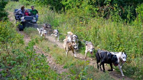 Husky kutyafogat túra - Gyerekeknek (6 év alatt) 5