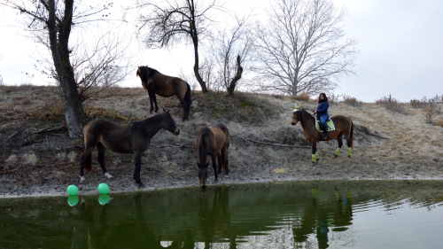 Állóképpé váló történet – Élményfotózás Akhal Teke lovakkal Ópusztaszeren! 3