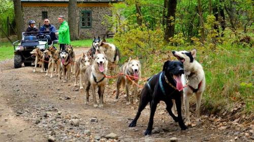 Husky kutyafogat túra - Gyerekeknek (6 év alatt) 7