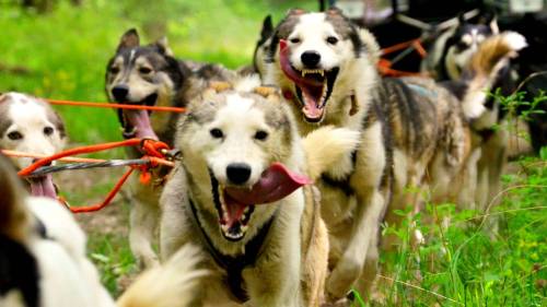 Husky kutyafogat túra - Gyerekeknek (6 év alatt) 8