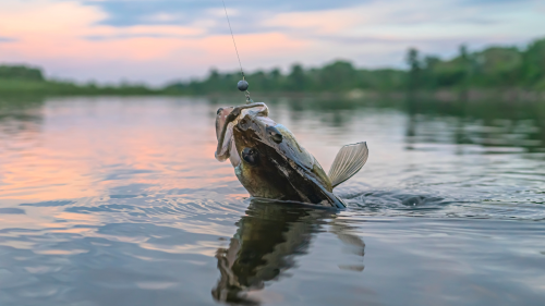 Apa-fia horgászkaland a Tisza-tavon csónakból 7